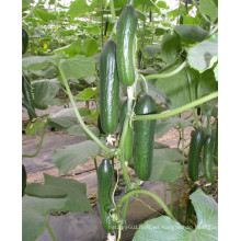 HCU16 Xinqu 14 a 16cm de longitud, parthenocarpy f1 semillas de pepino híbrido para invernadero